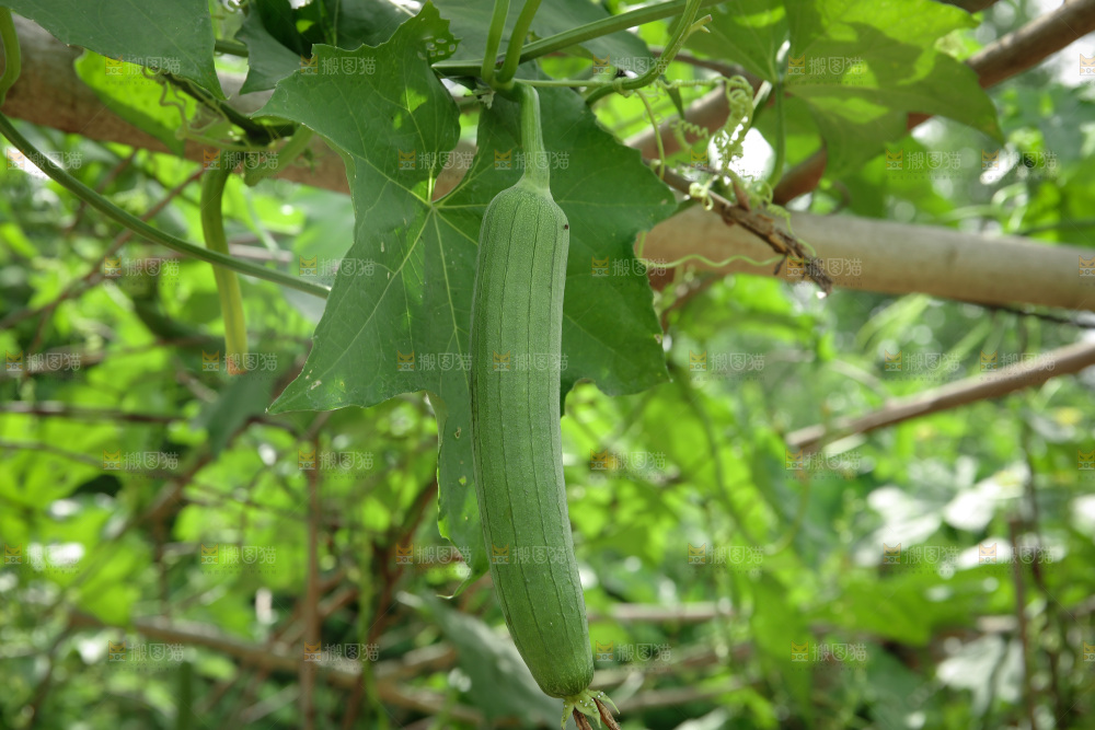 丝瓜产地
