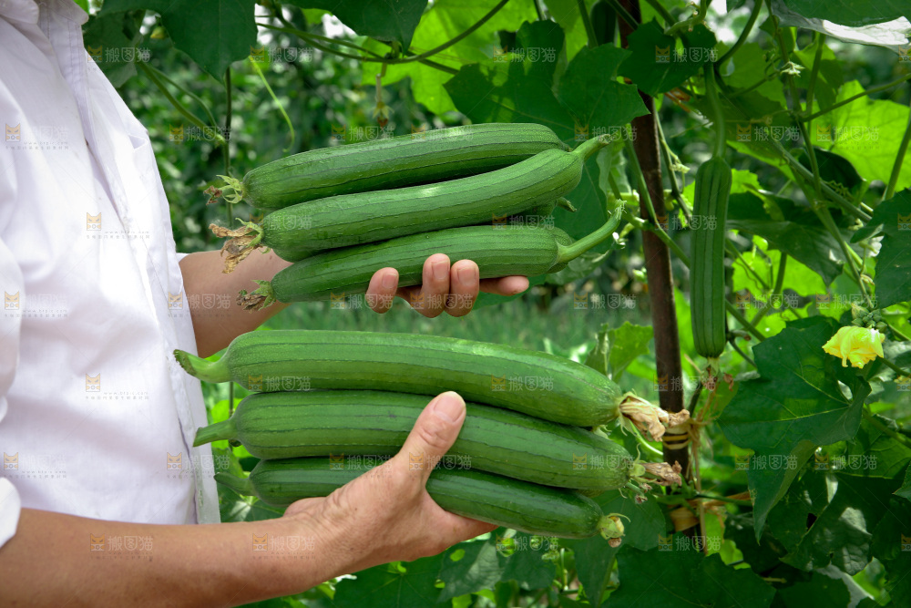 丝瓜产地