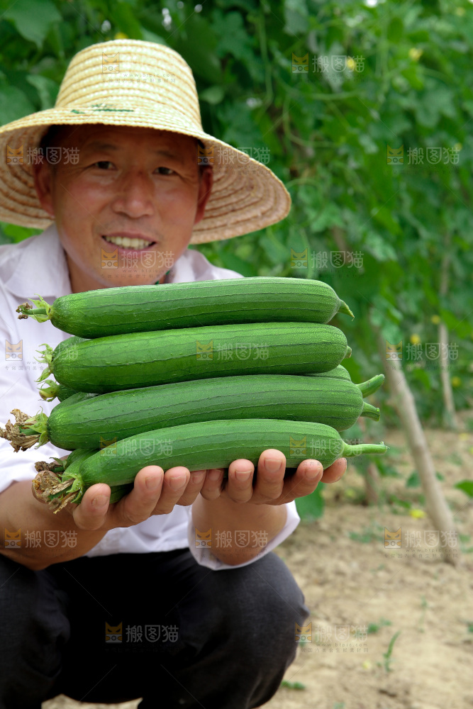 丝瓜产地