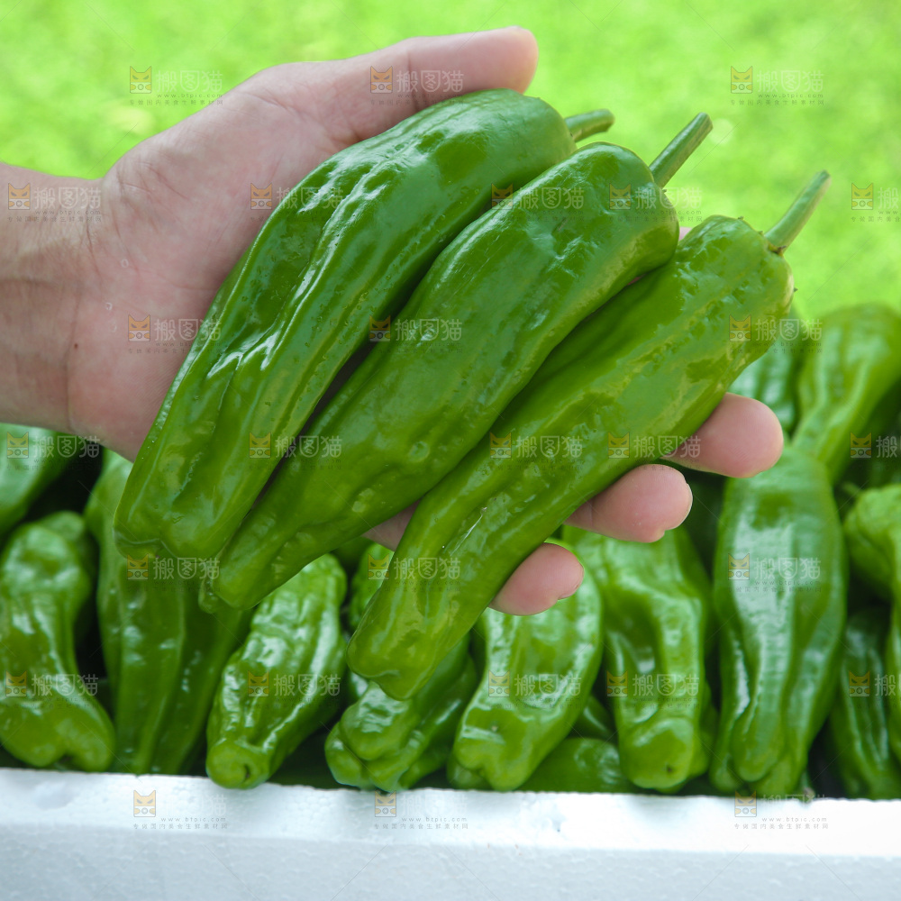 青椒