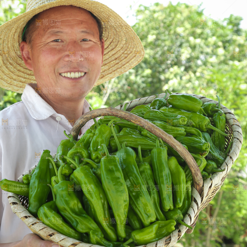 青椒