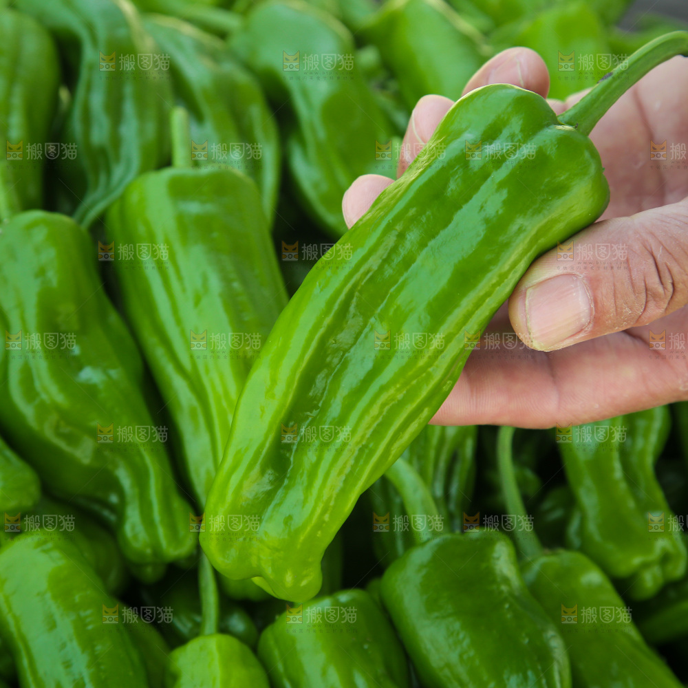 青椒