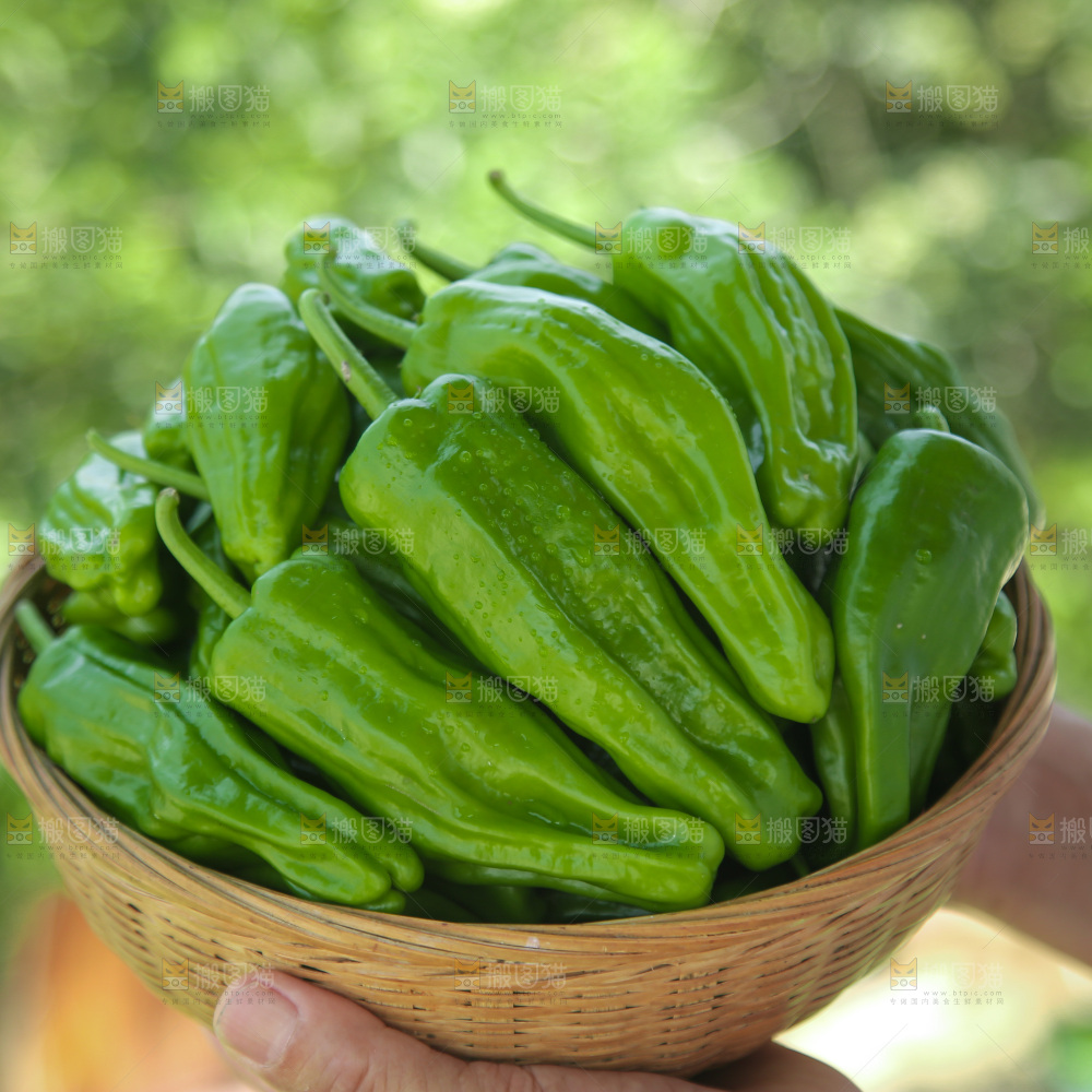 青椒