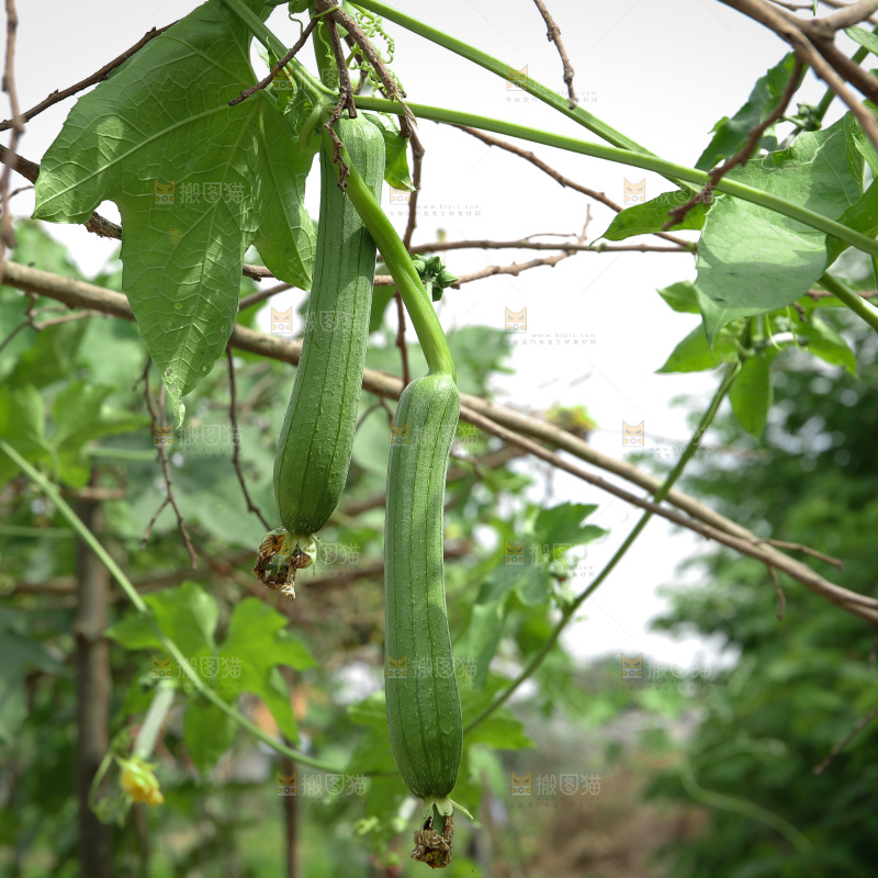 丝瓜产地