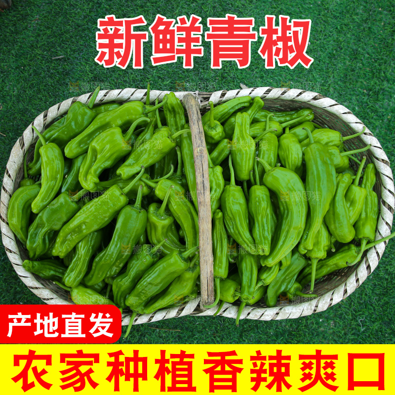 青椒