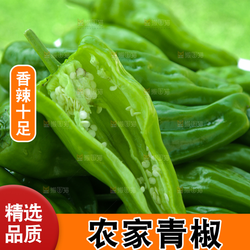 青椒