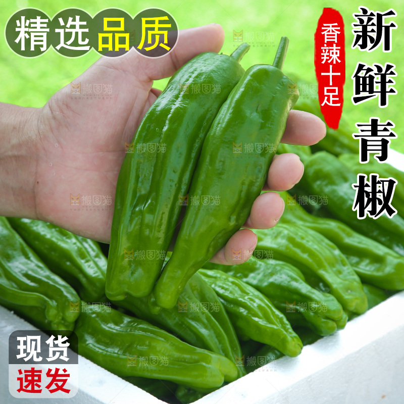 青椒