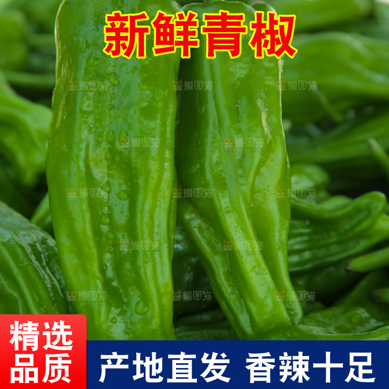 青椒
