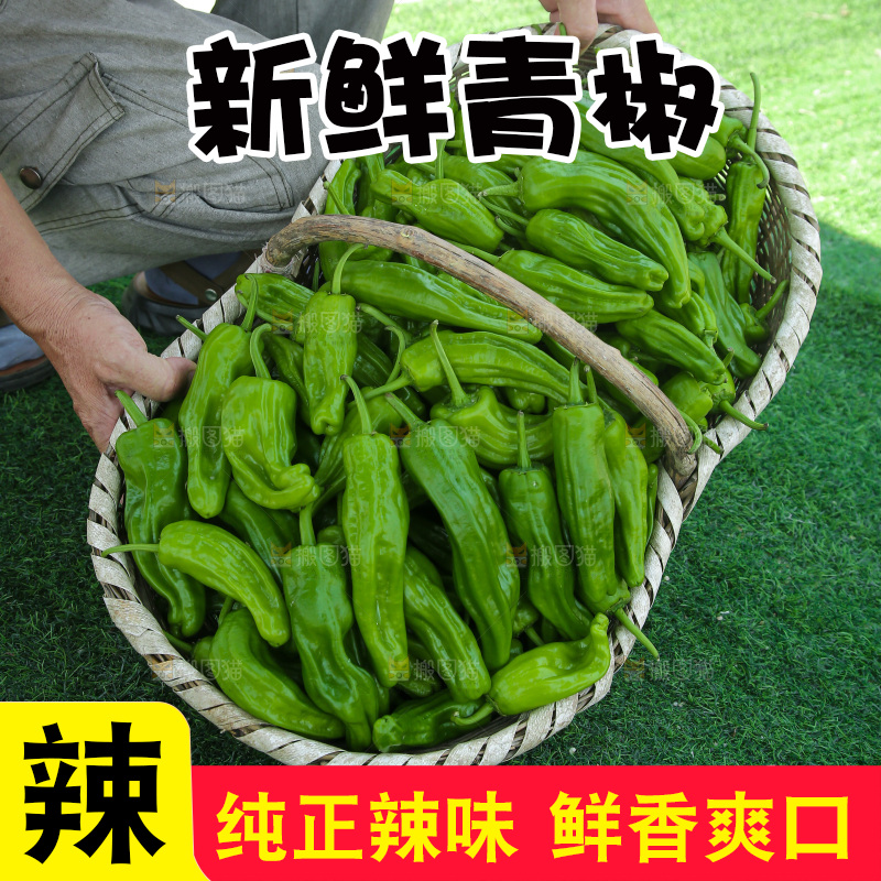 青椒