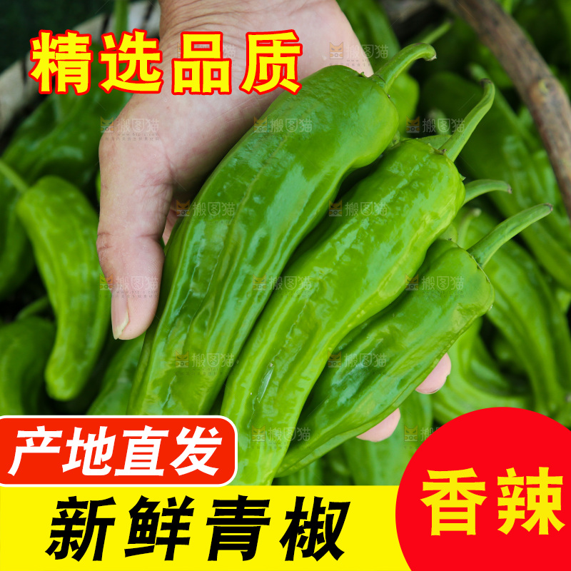 青椒