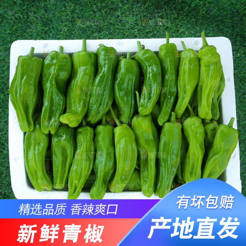 青椒
