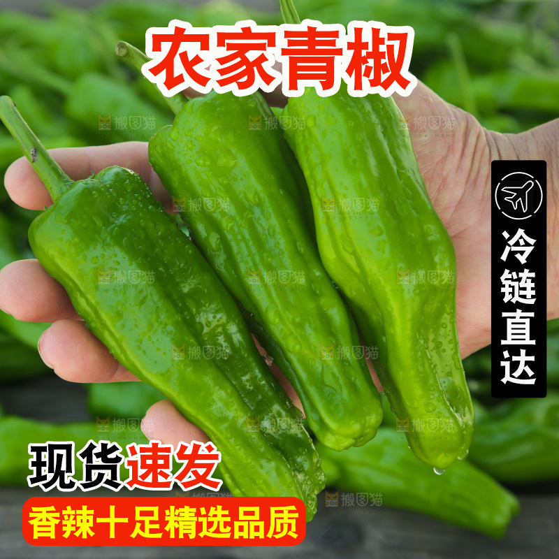 青椒