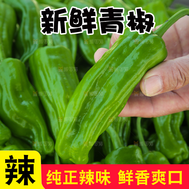 青椒