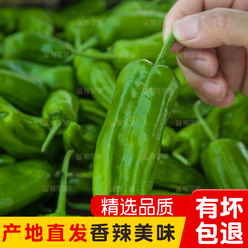 青椒