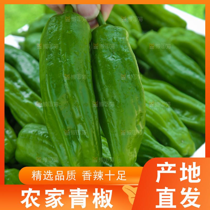 青椒