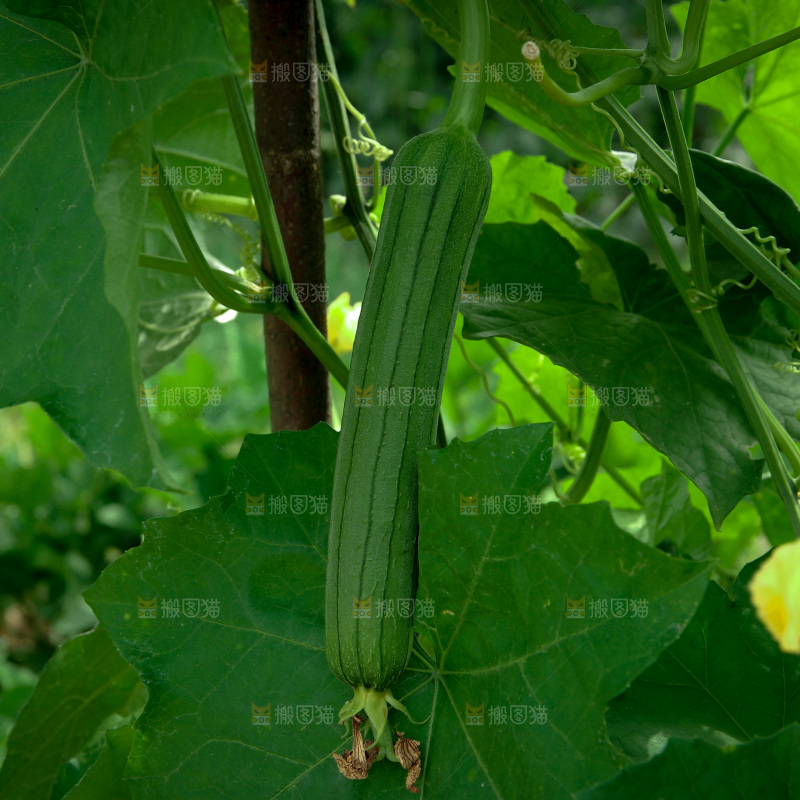 丝瓜产地