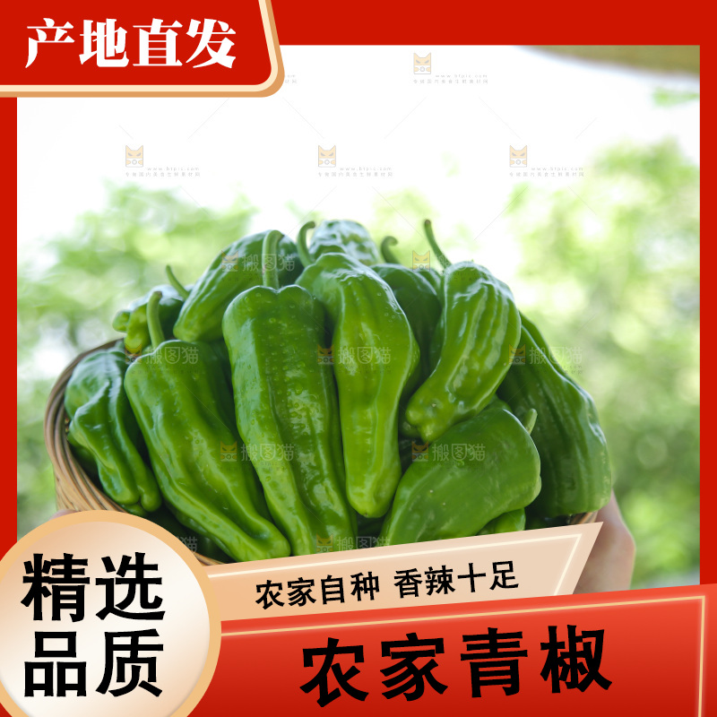 青椒