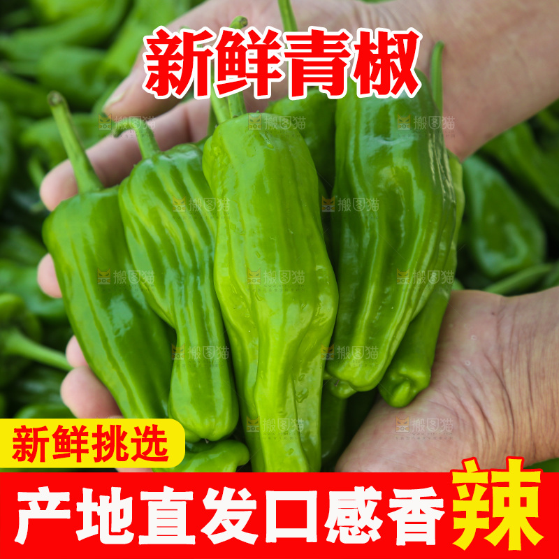青椒