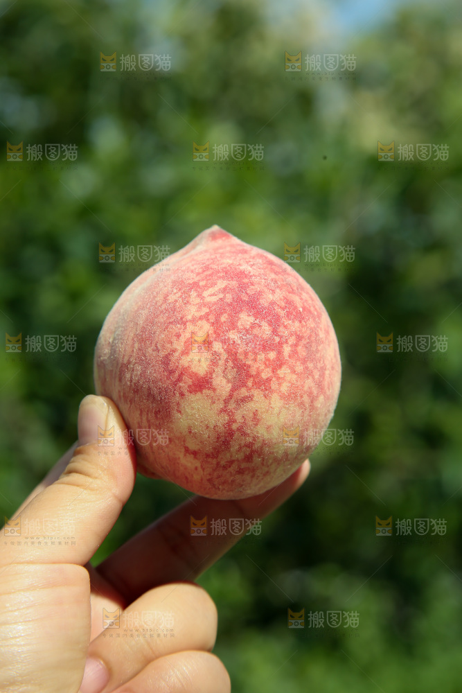 胭脂红桃子