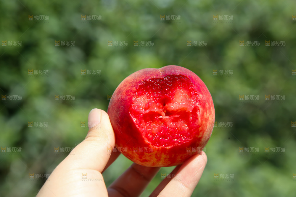胭脂红桃子