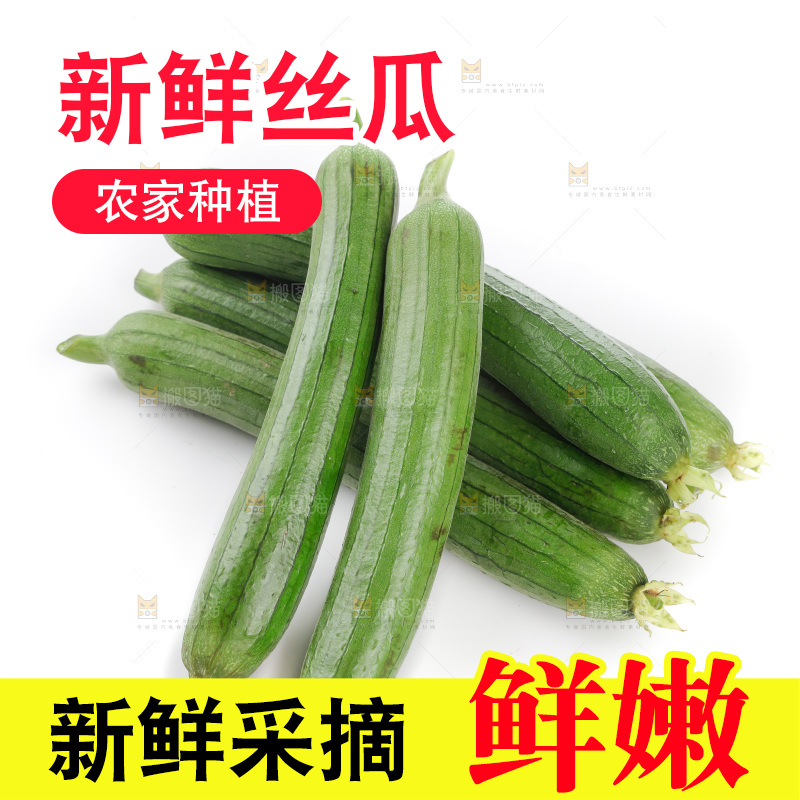 丝瓜
