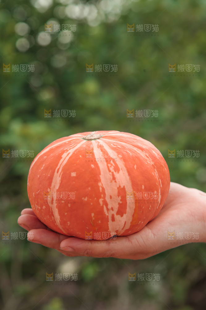红贝贝南瓜