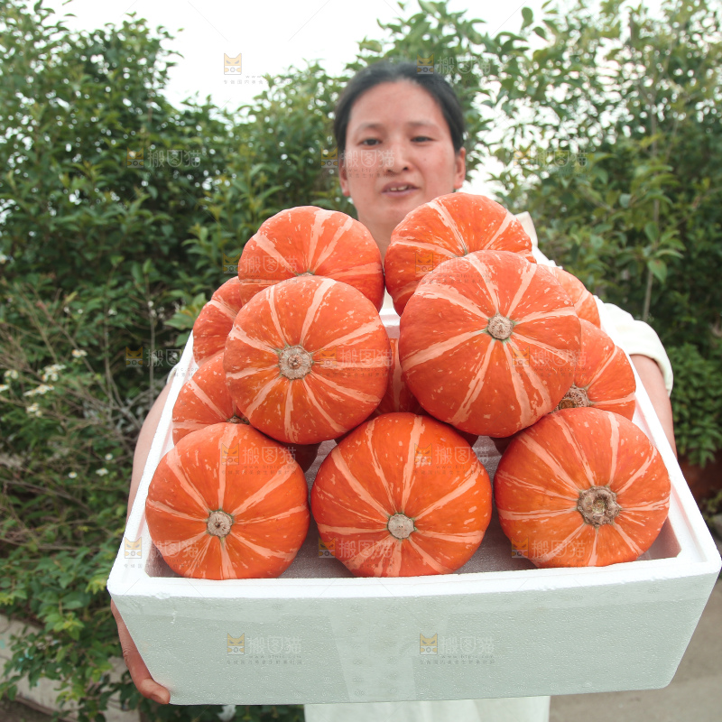 红贝贝南瓜