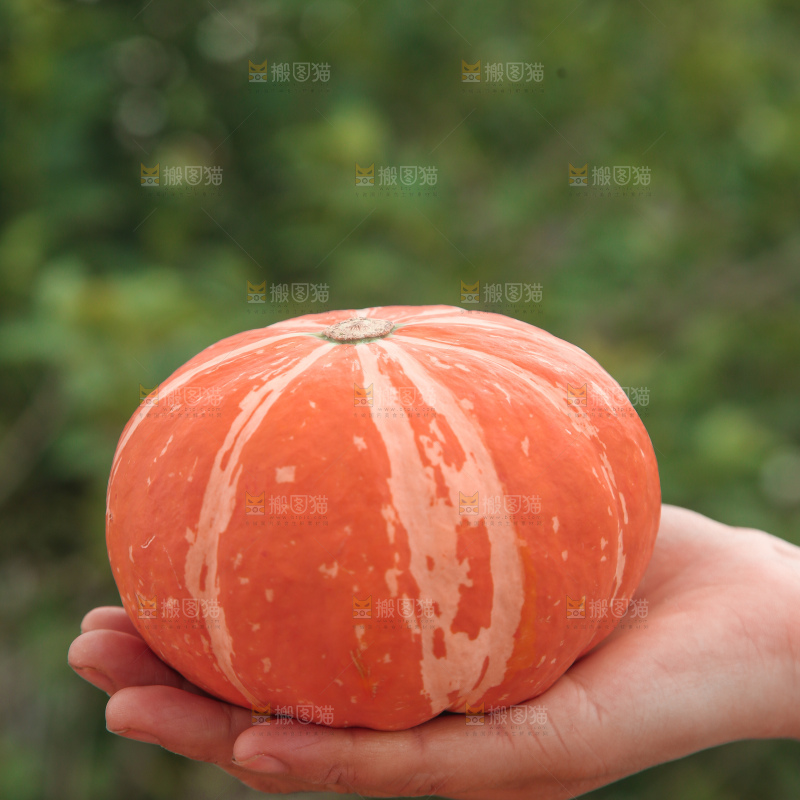 红贝贝南瓜