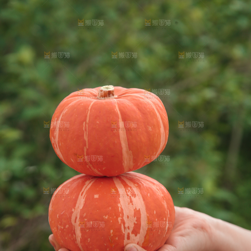 红贝贝南瓜