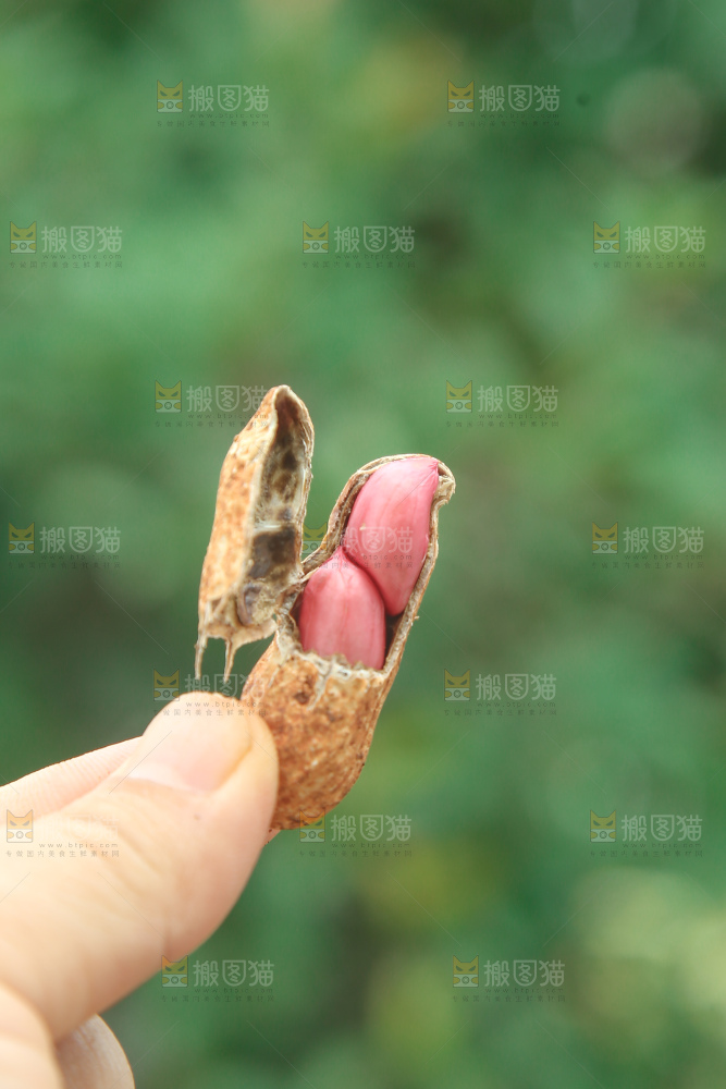 红皮花生