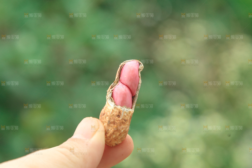 红皮花生