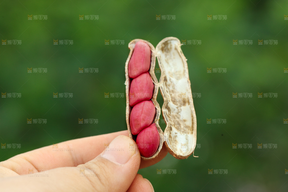 红皮花生