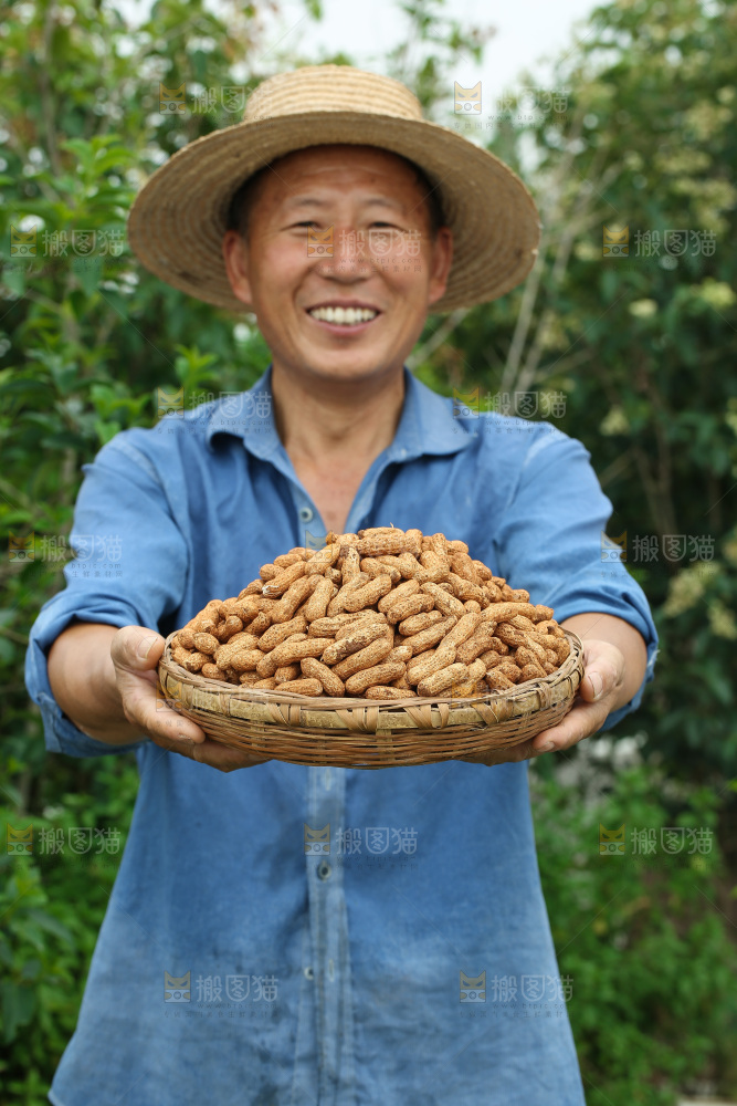 红皮花生