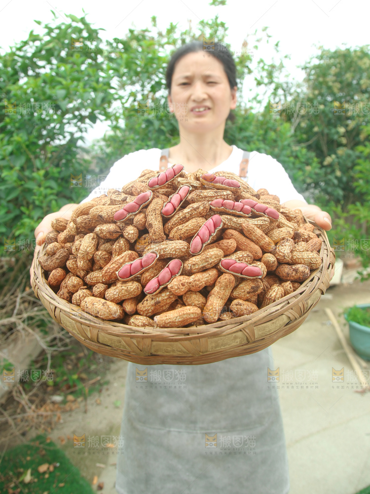 红皮花生
