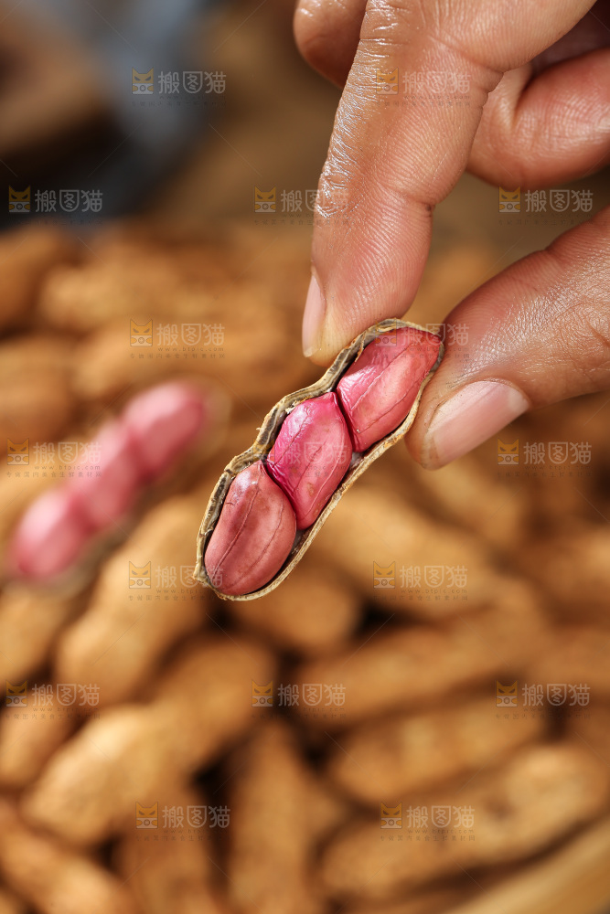 红皮花生