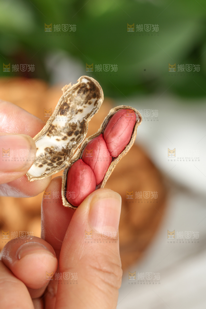 红皮花生