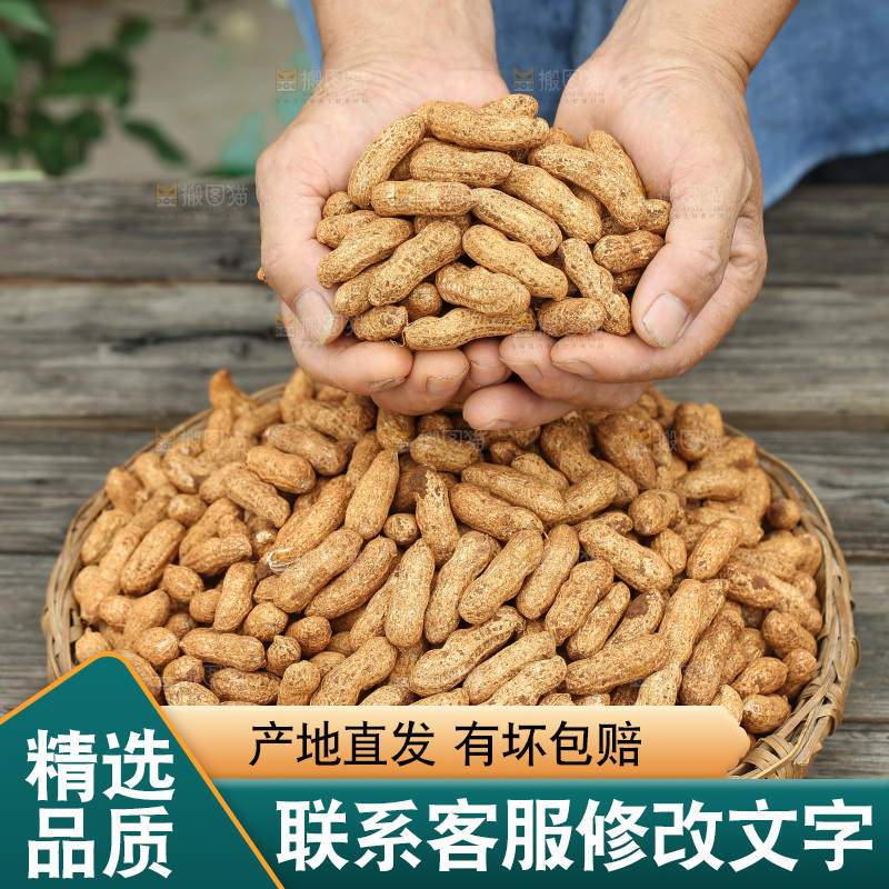 红皮花生