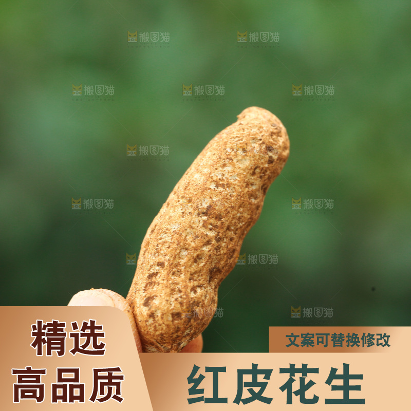 红皮花生