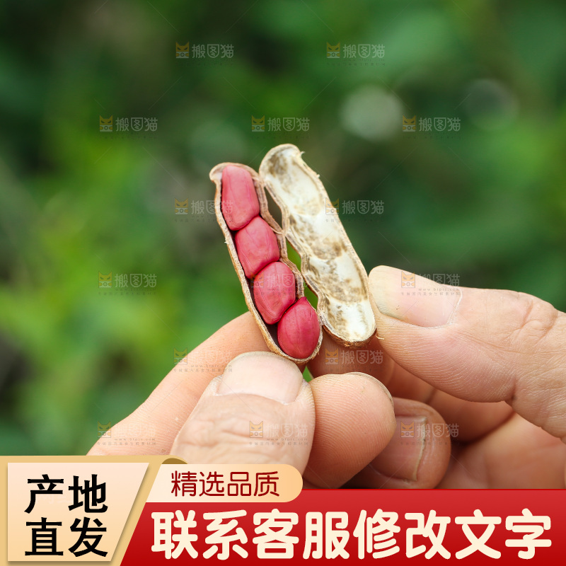 红皮花生
