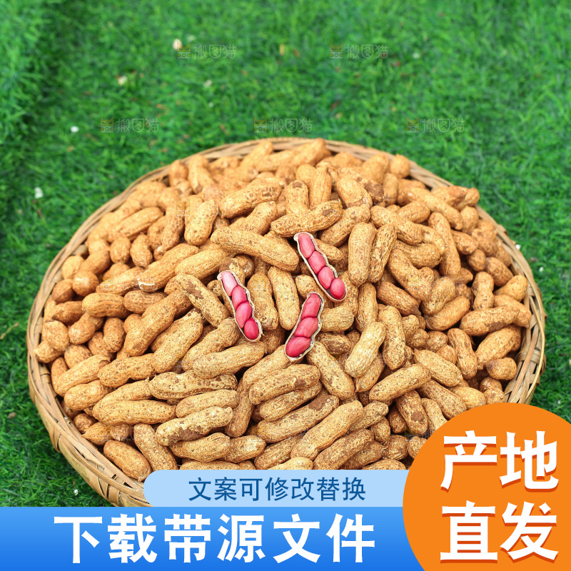 红皮花生