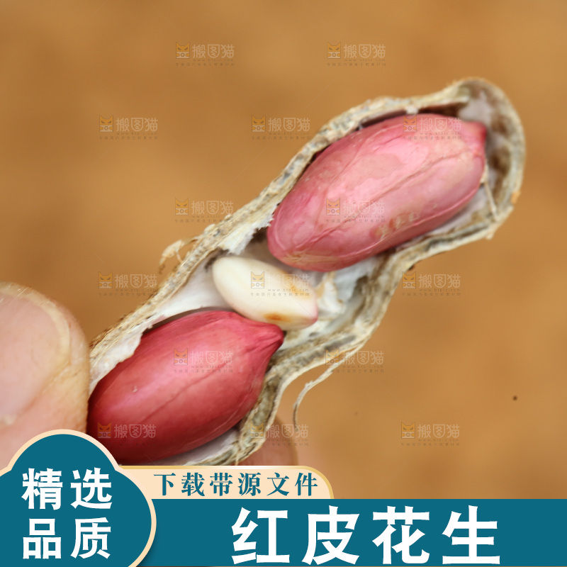 红皮花生