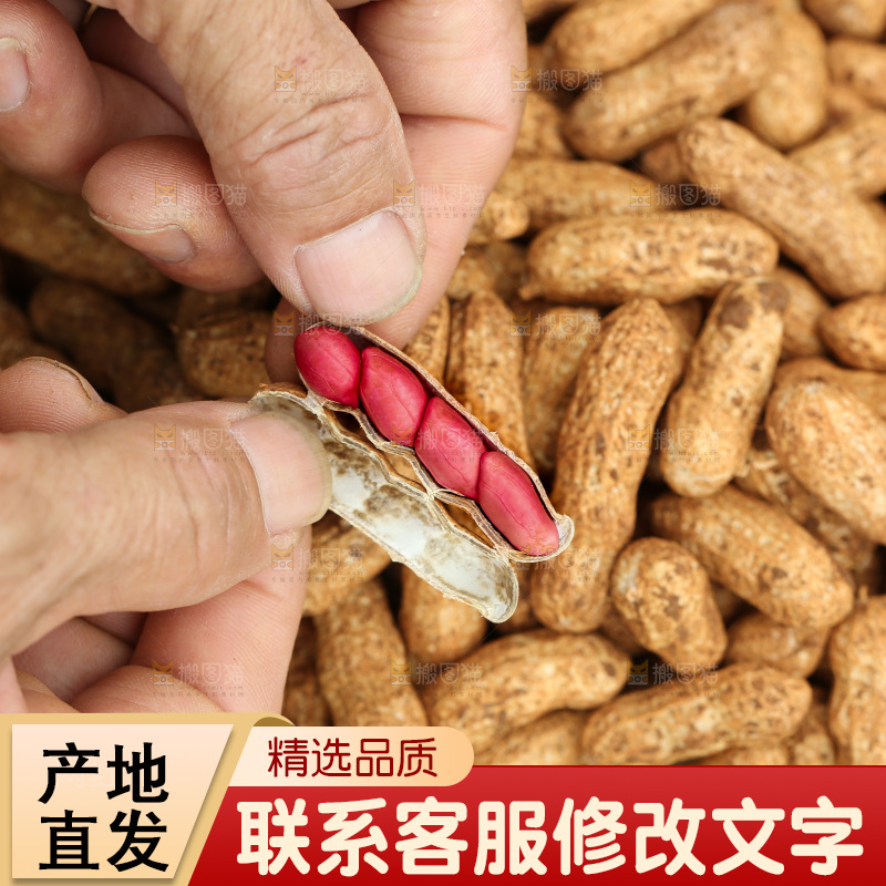红皮花生