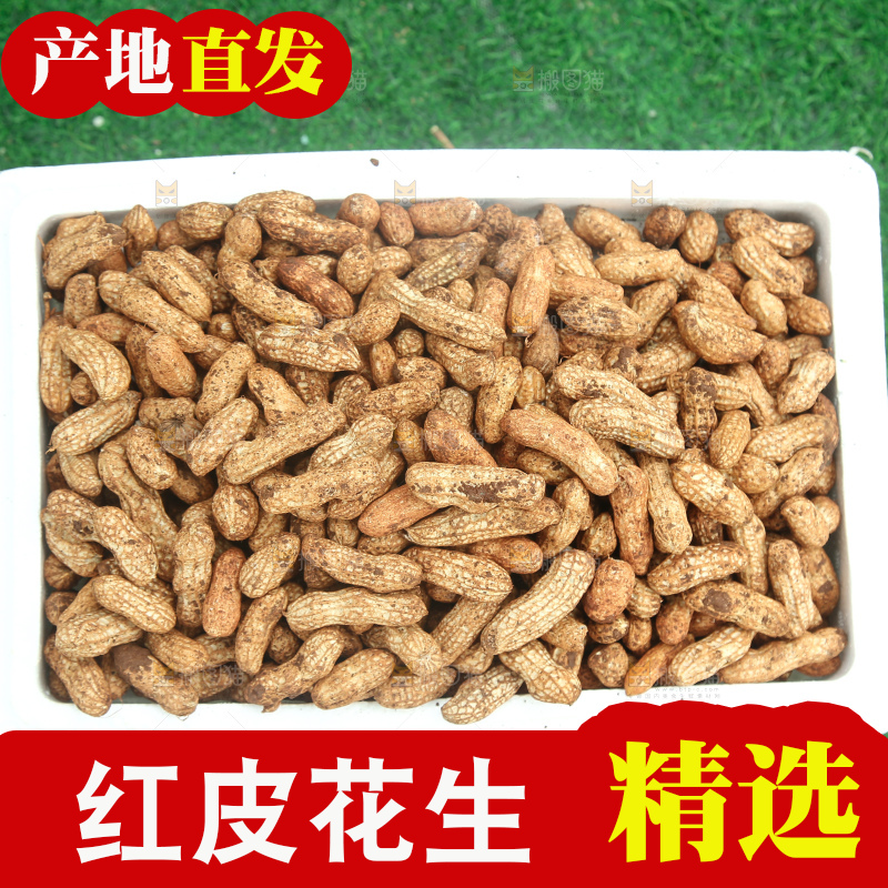 红皮花生