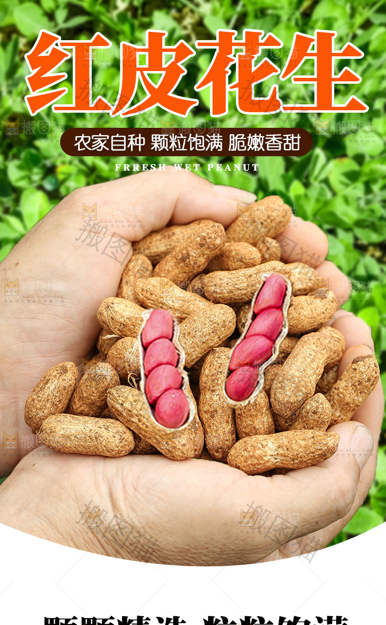 红皮花生详情页