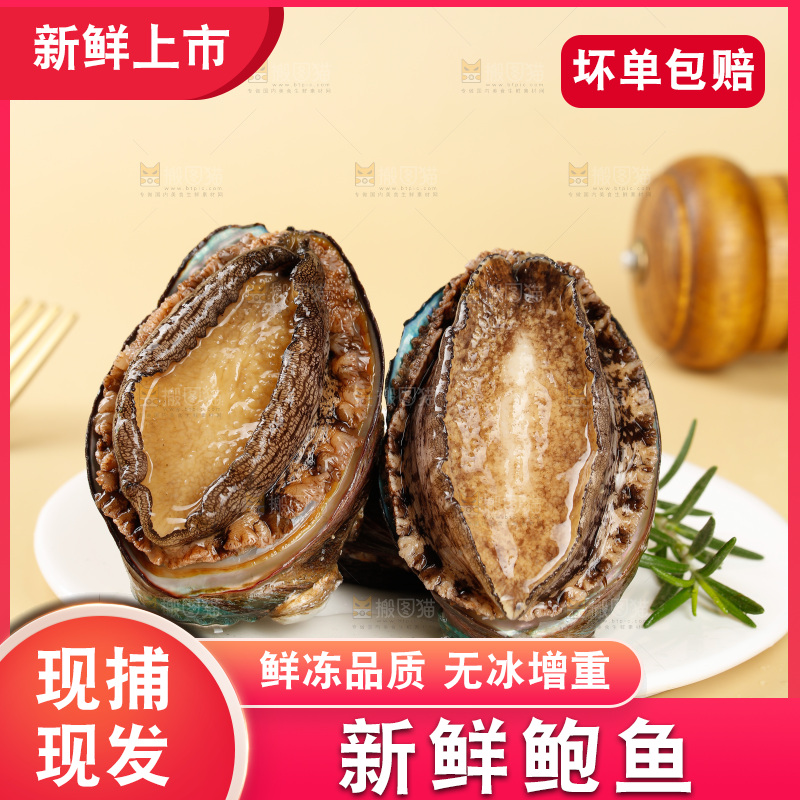 鲍鱼