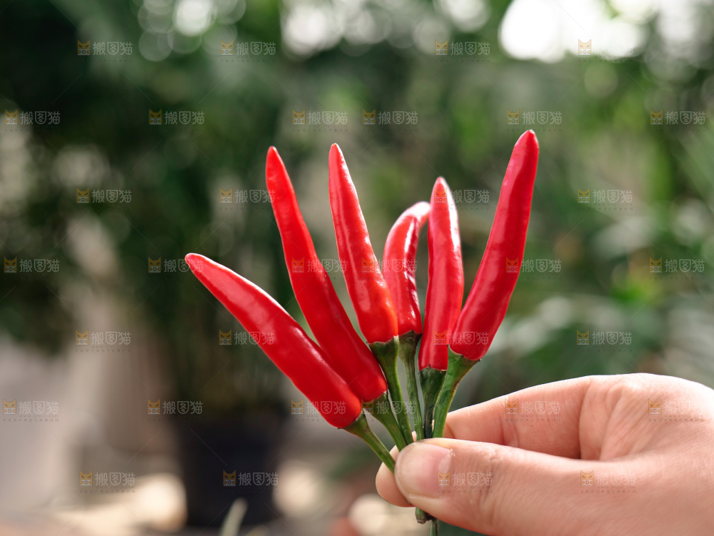 小米椒