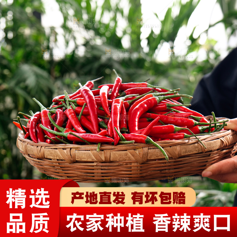 小米椒
