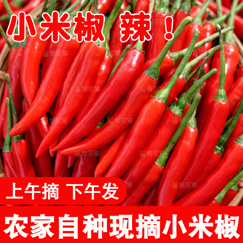 小米椒