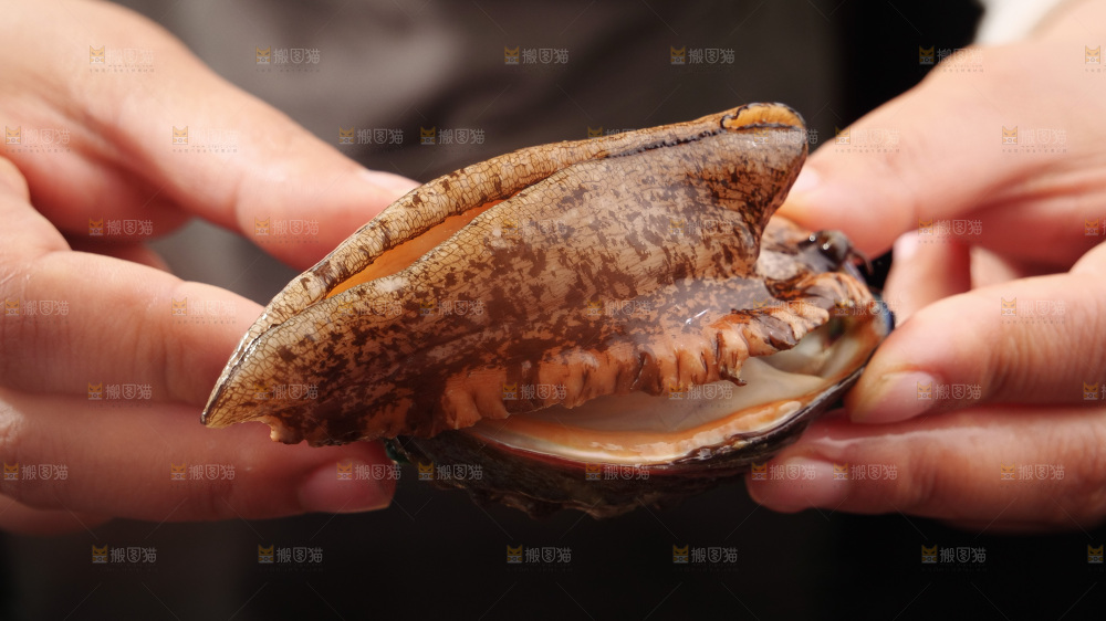 鲍鱼