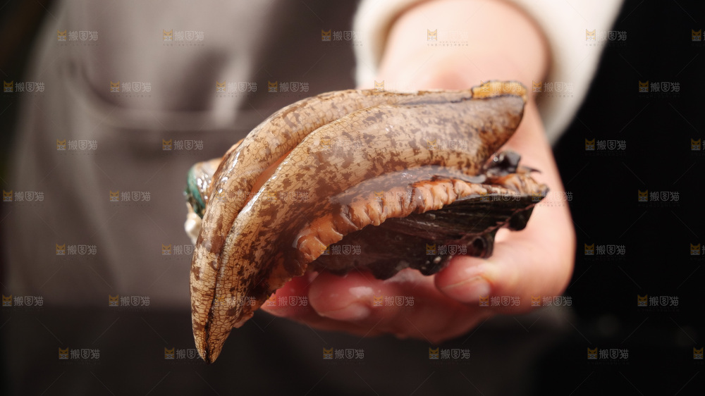 鲍鱼